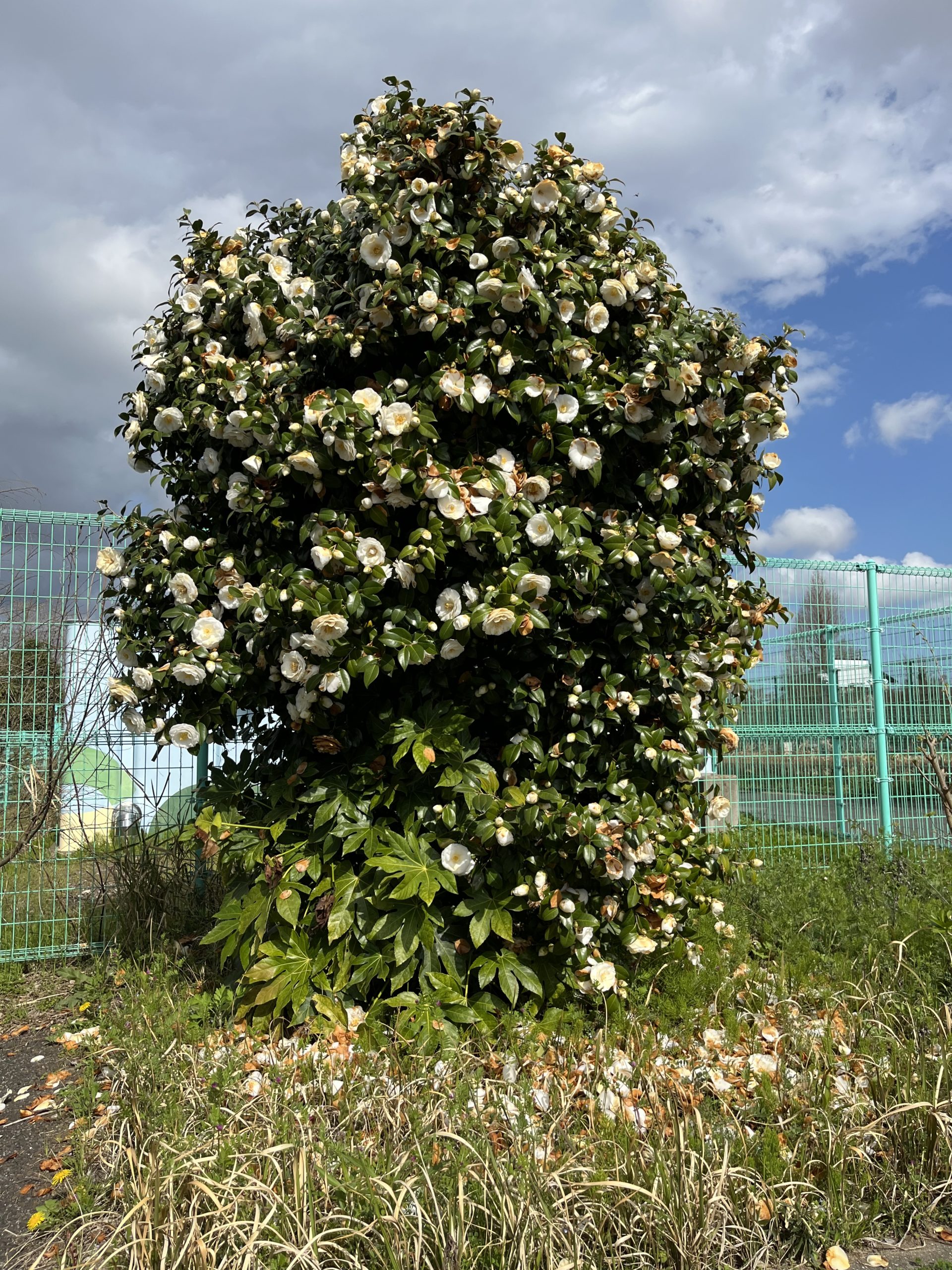Japanese Flowers, Part 1