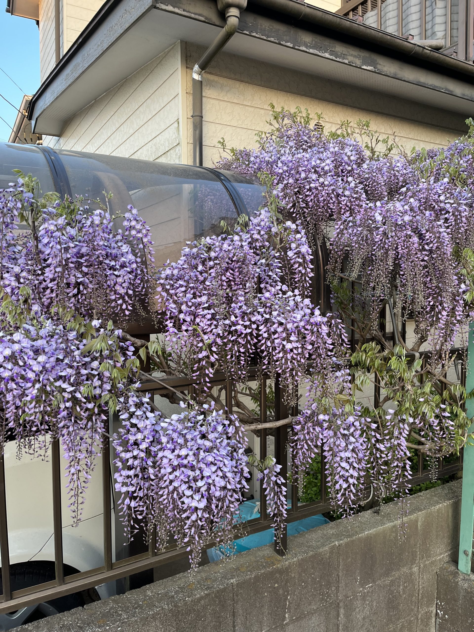 Japanese Flowers, Part 2