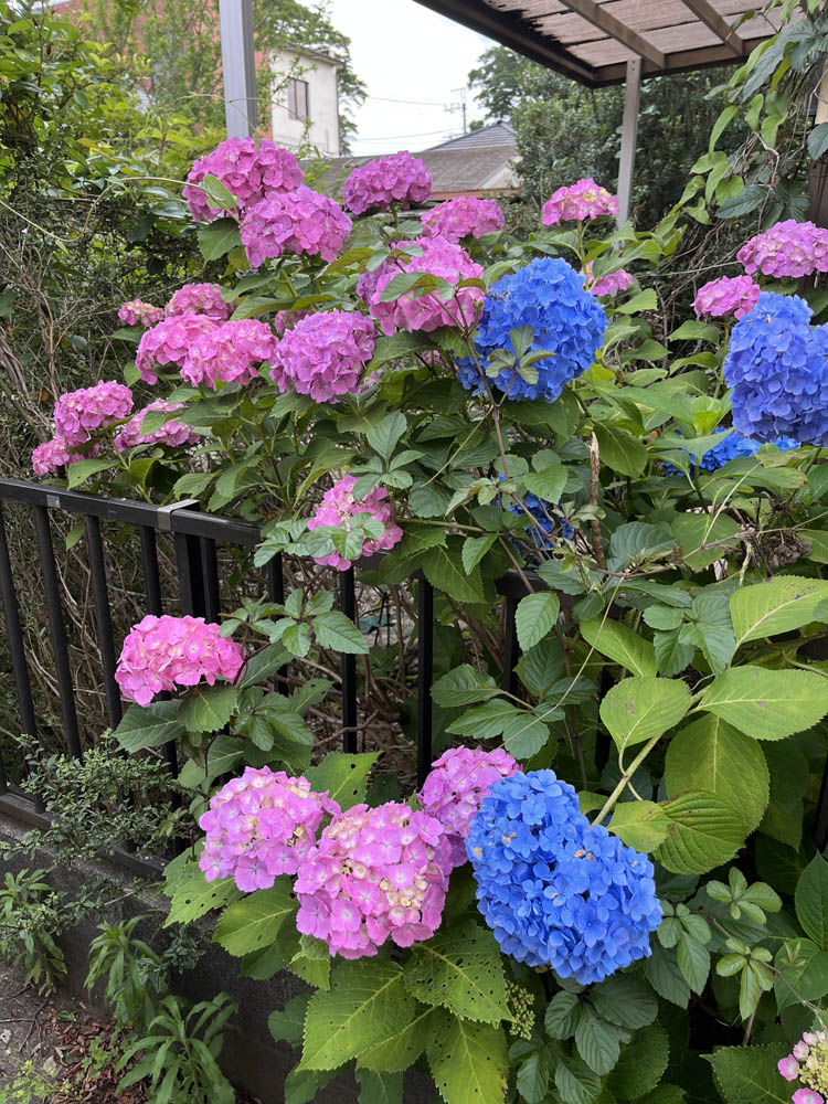 Japanese Flowers, Part 3